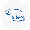 Rat Control Kidbrooke